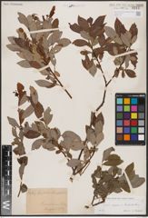 Foto von Salix caprea L. x Salix daphnoides Vill.